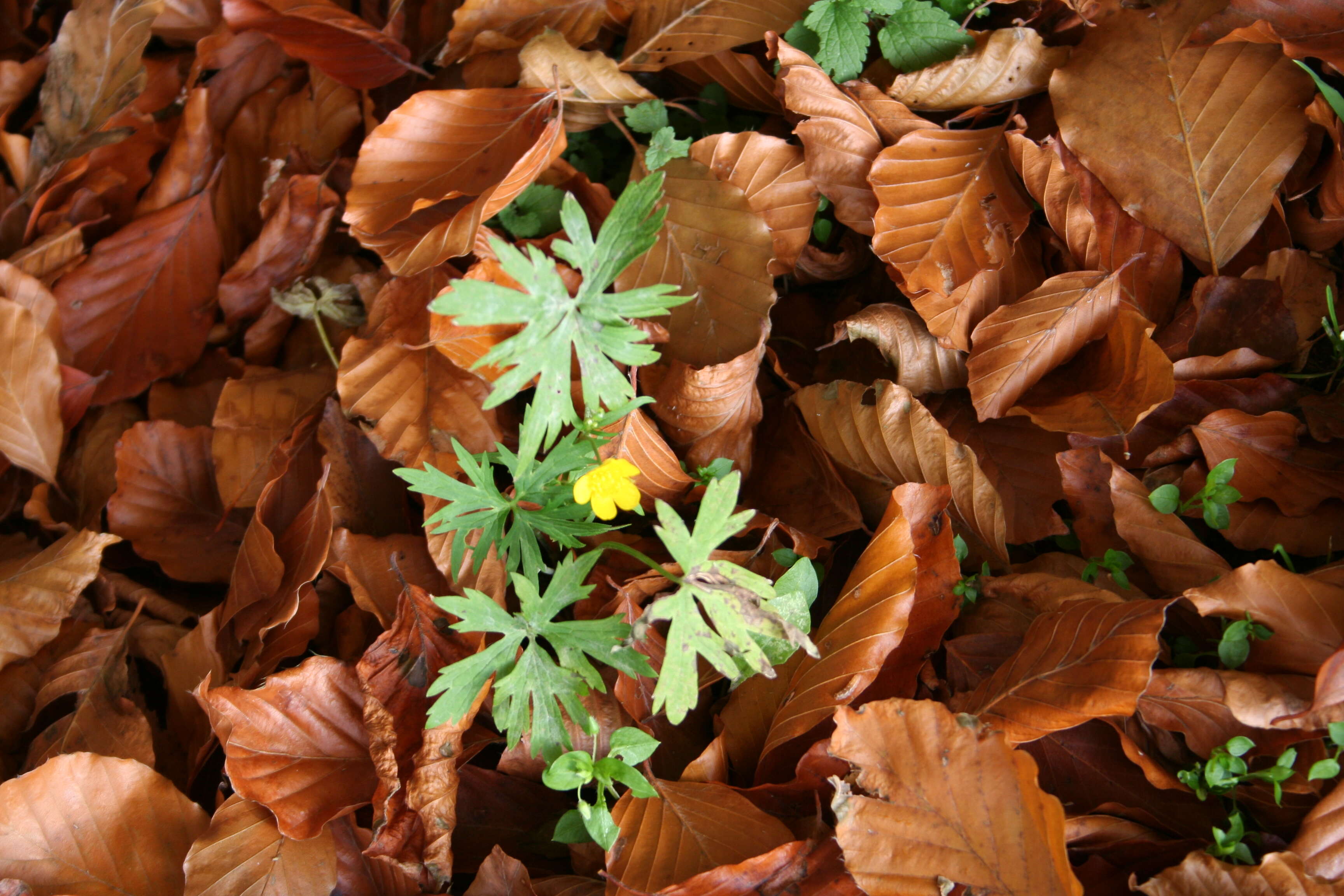 Image of common buttercup