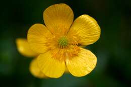 Image of common buttercup