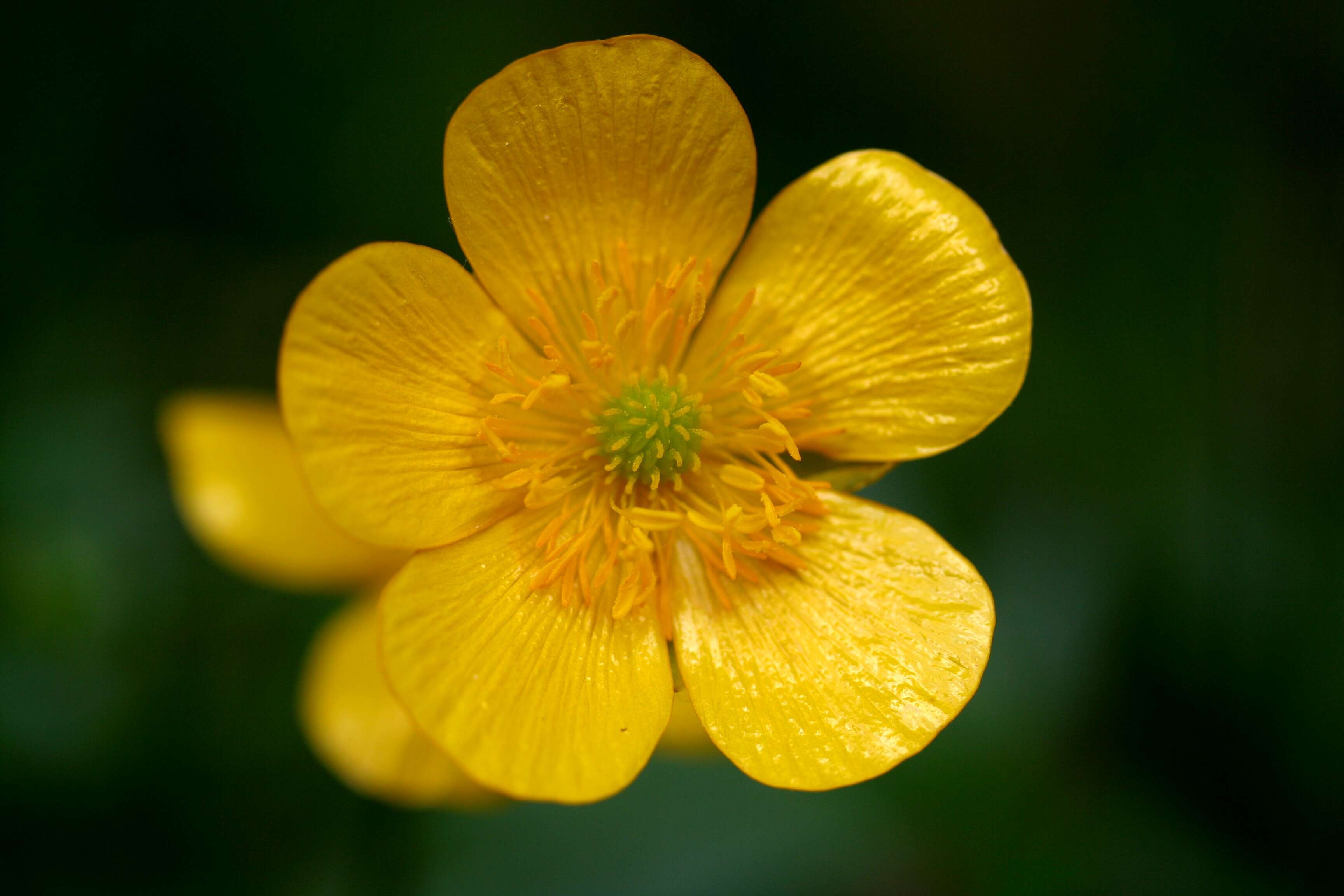 Image of common buttercup