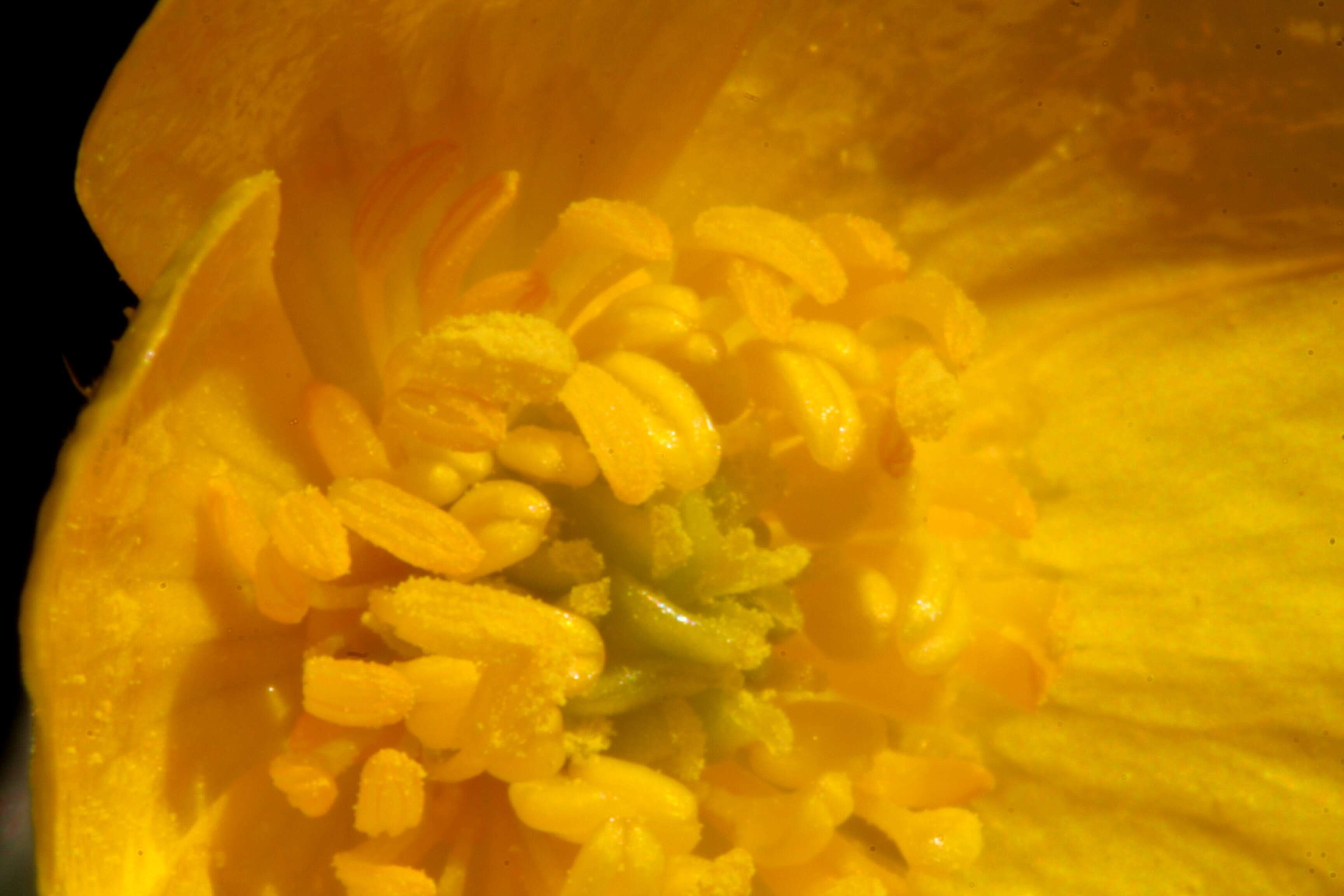 Image of common buttercup