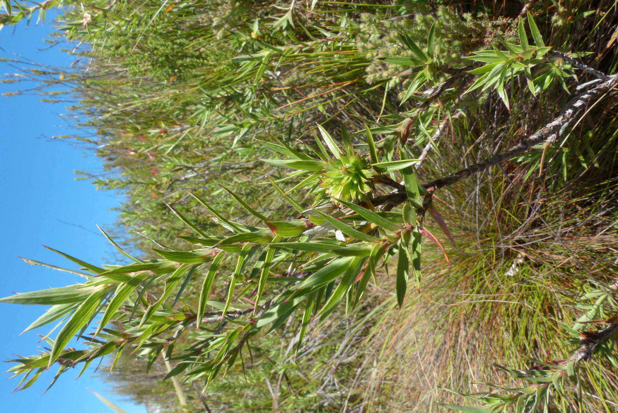 Image of Cliffortia lanceolata Weim.