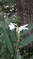 Imagem de Hedychium coronarium J. Koenig