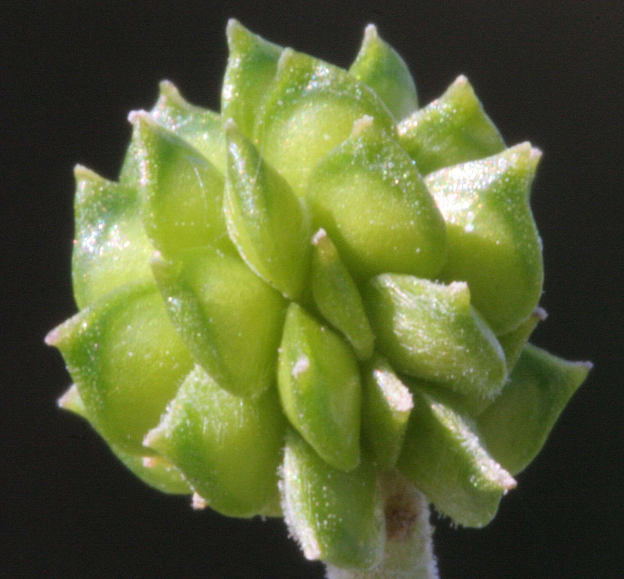 Image of common buttercup