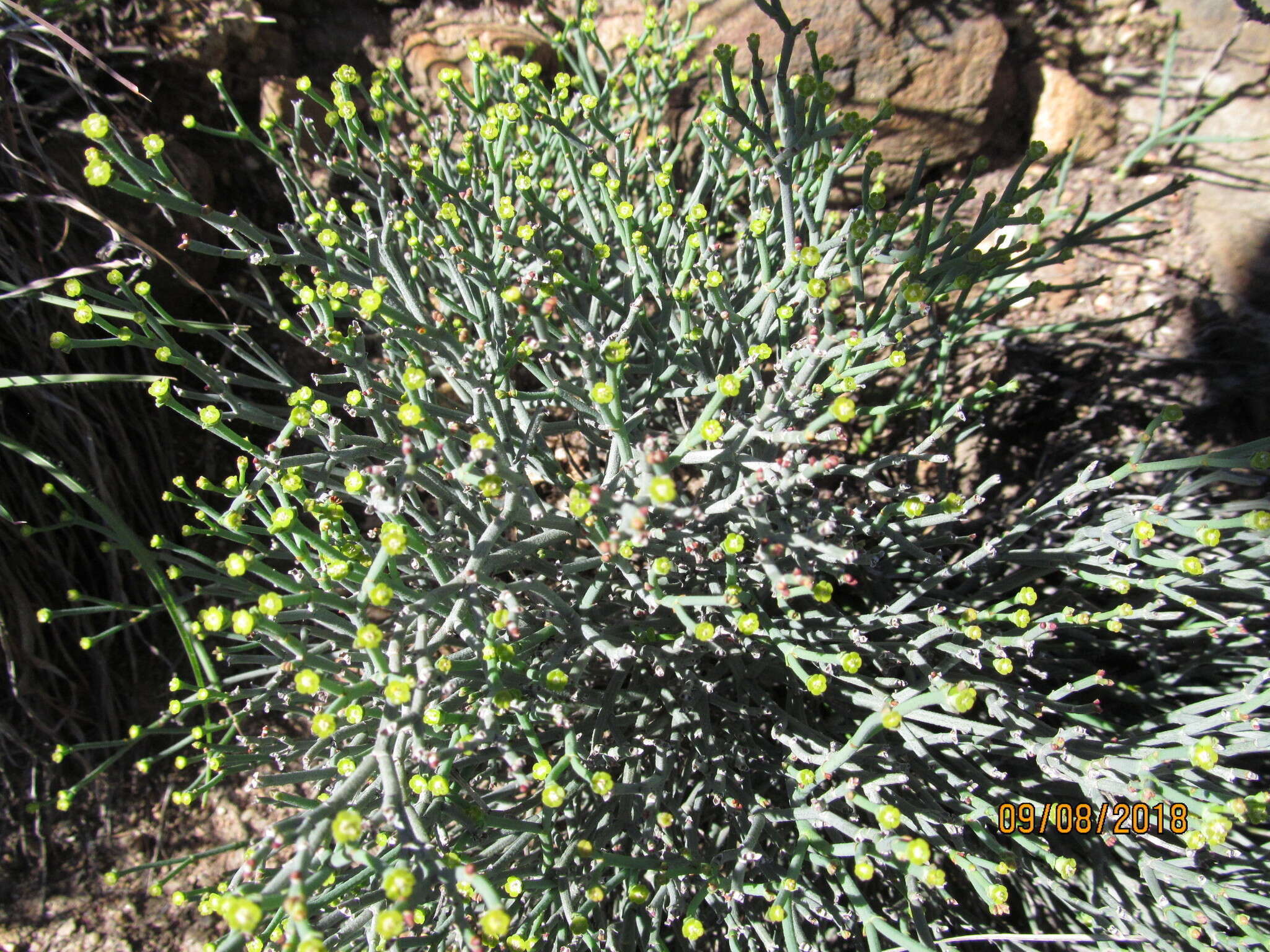 Image of Euphorbia tenax Burch.