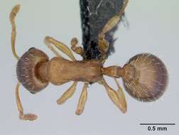 Image of Temnothorax nylanderi