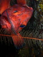 Image of Yelloweye rockfish