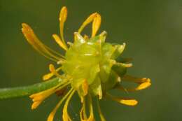 Imagem de Ranunculus acris L.