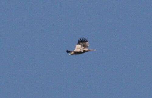 Image of Spanish Imperial Eagle