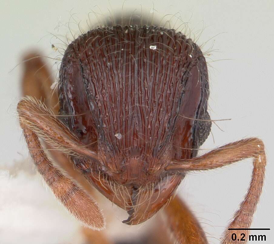 Image of Lachnomyrmex regularis