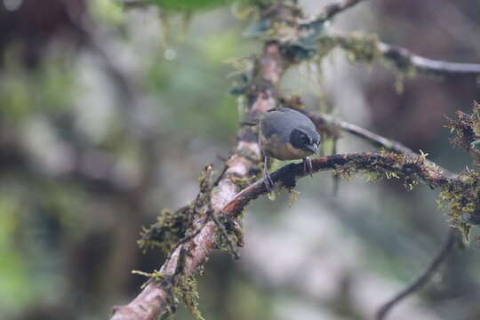 Image of Black-eared Hemispingus