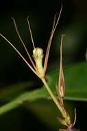 Image de Ceropegia fantastica Sedgwick