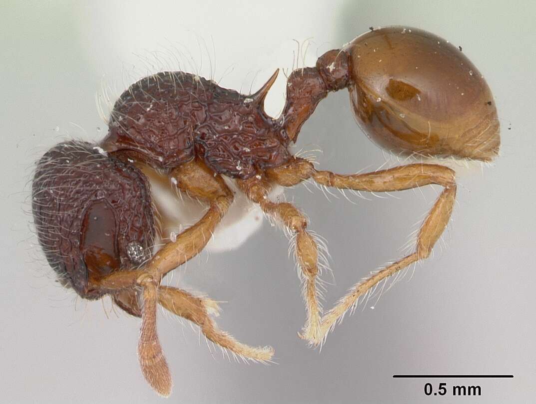 Image of Lachnomyrmex nordestinus