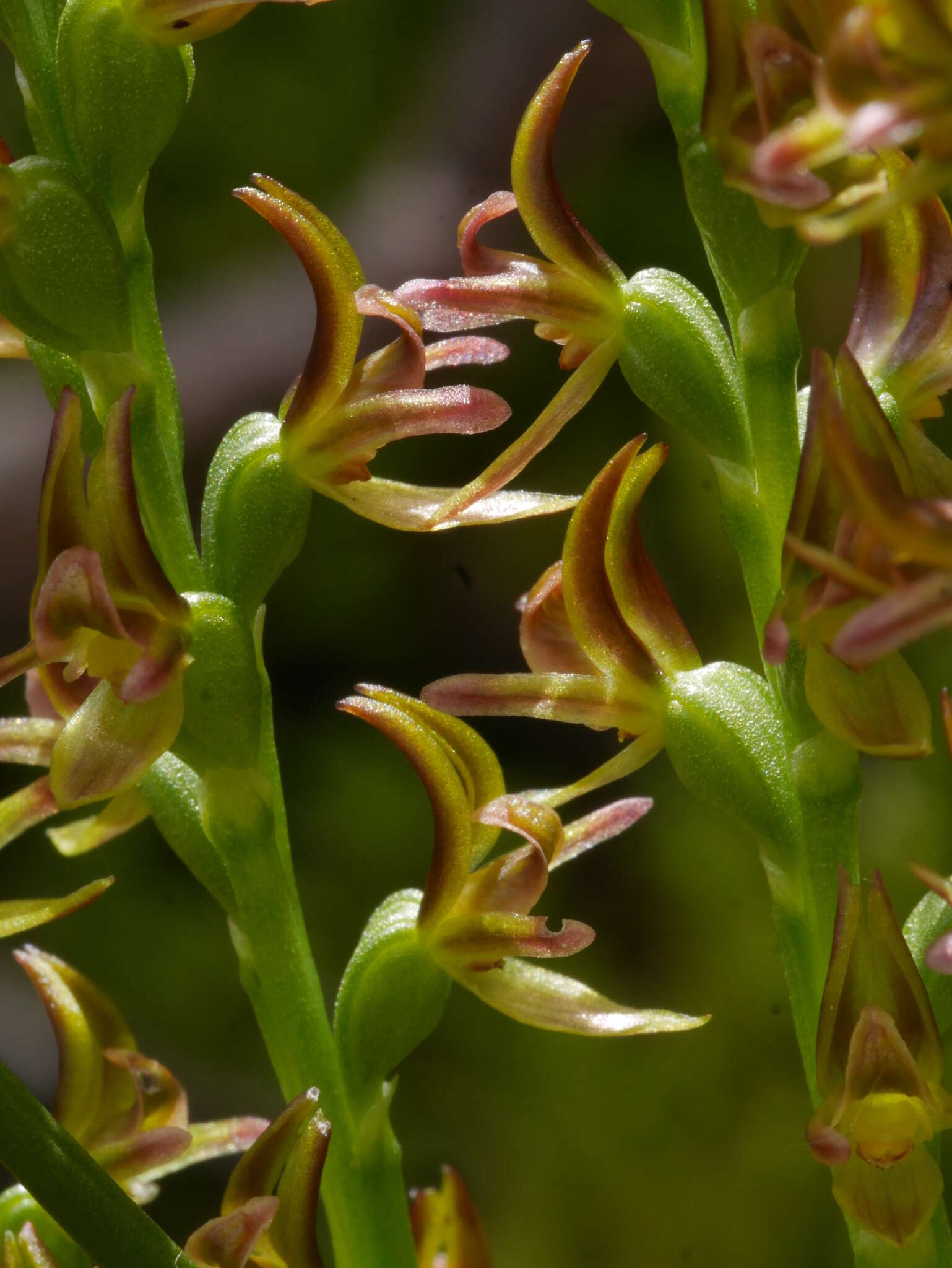 Imagem de Prasophyllum colensoi Hook. fil.