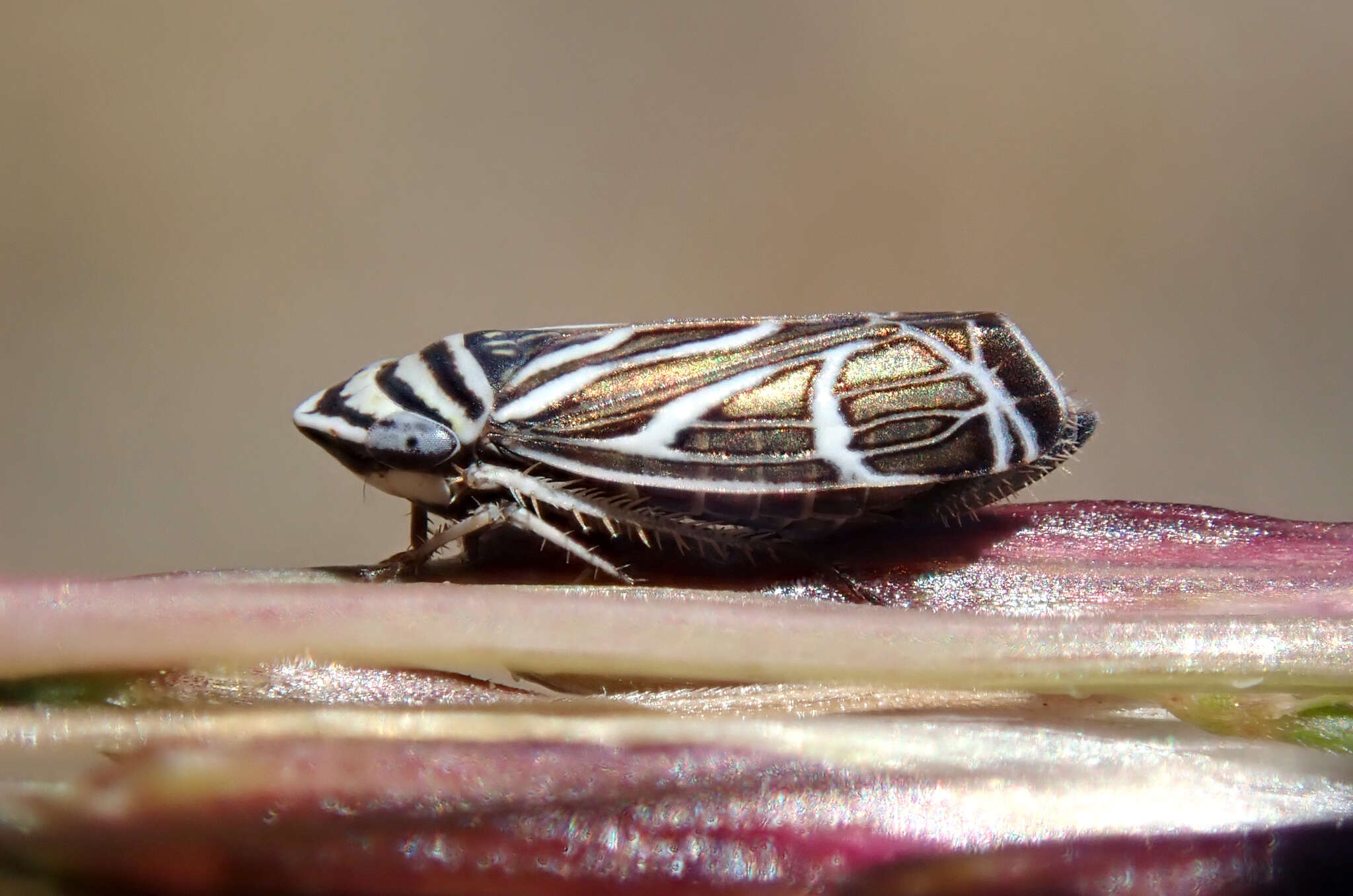 Image of Cochlorhinus bidentatus Beamer 1940