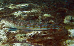 Image of Atlantic Lizardfish