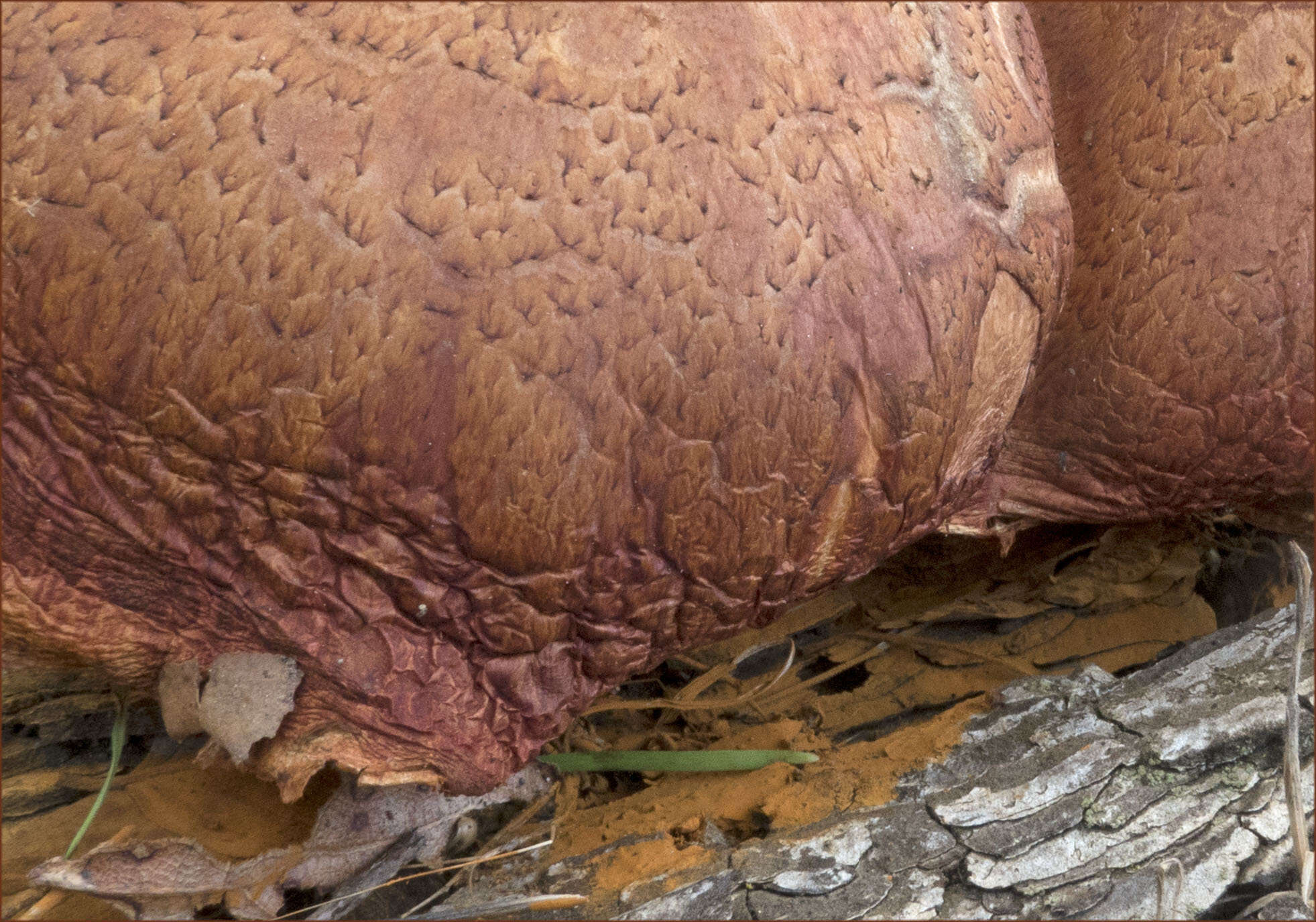 Image of Gymnopilus thiersii M. T. Seidl 1989