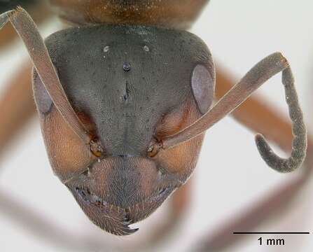 Image of Black-backed meadow ant