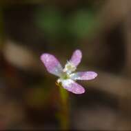 Image de Stylidium despectum R. Br.