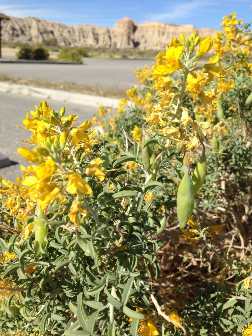 Image of bladderpod spiderflower