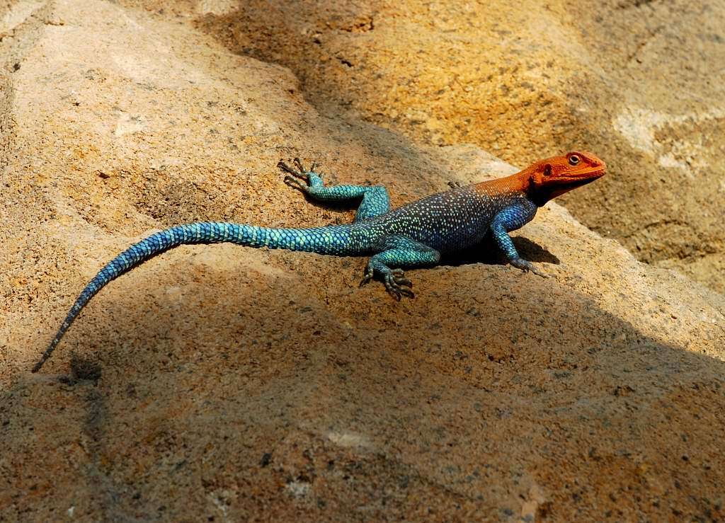 Image of Common agama