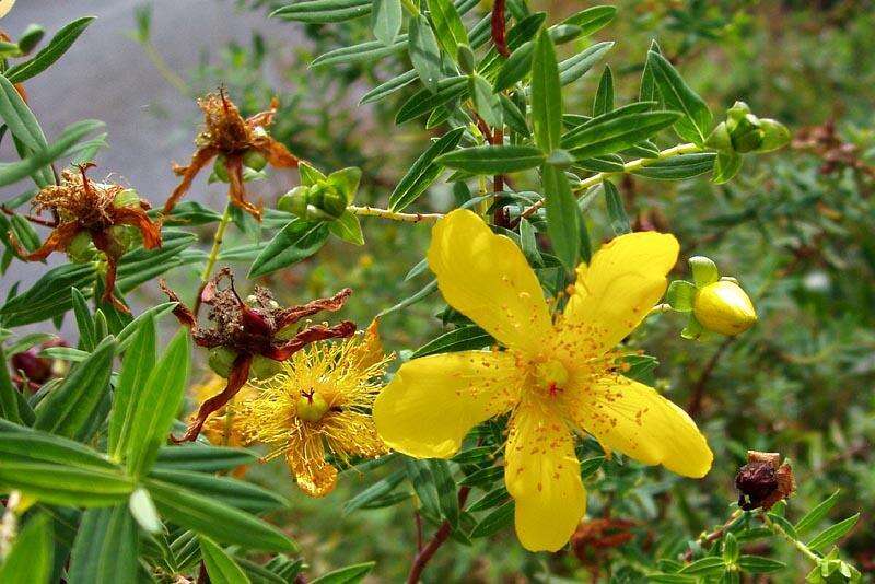 Image of Hypericum revolutum subsp. revolutum