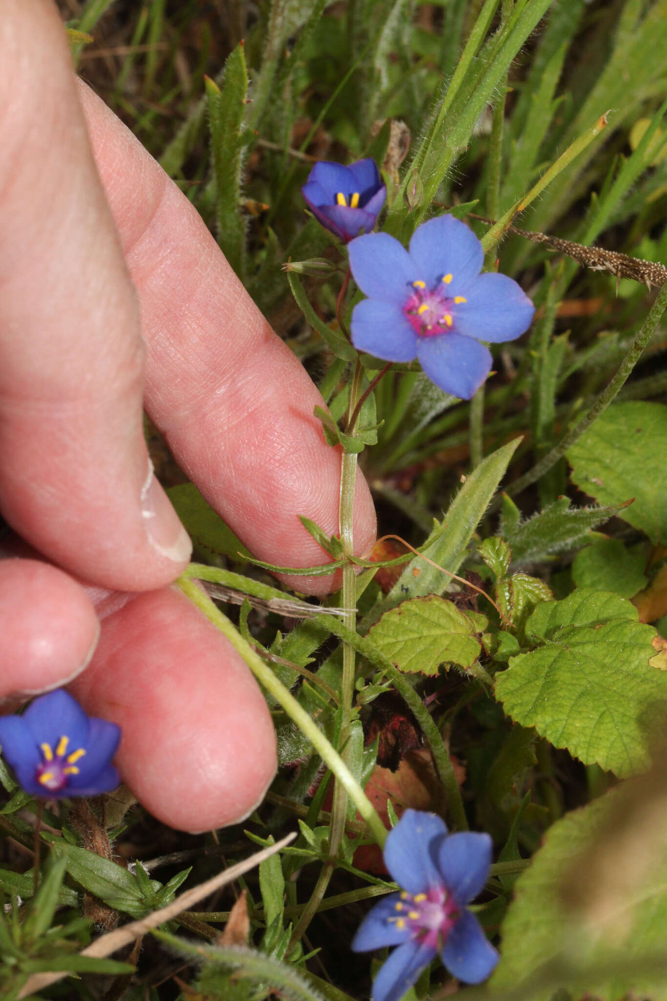 Image of <i>Lysimachia monelli</i>