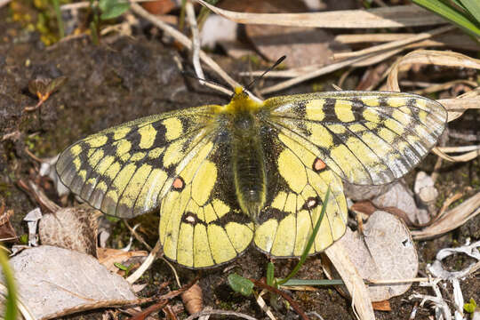 Слика од Parnassius eversmanni Ménétriés 1855