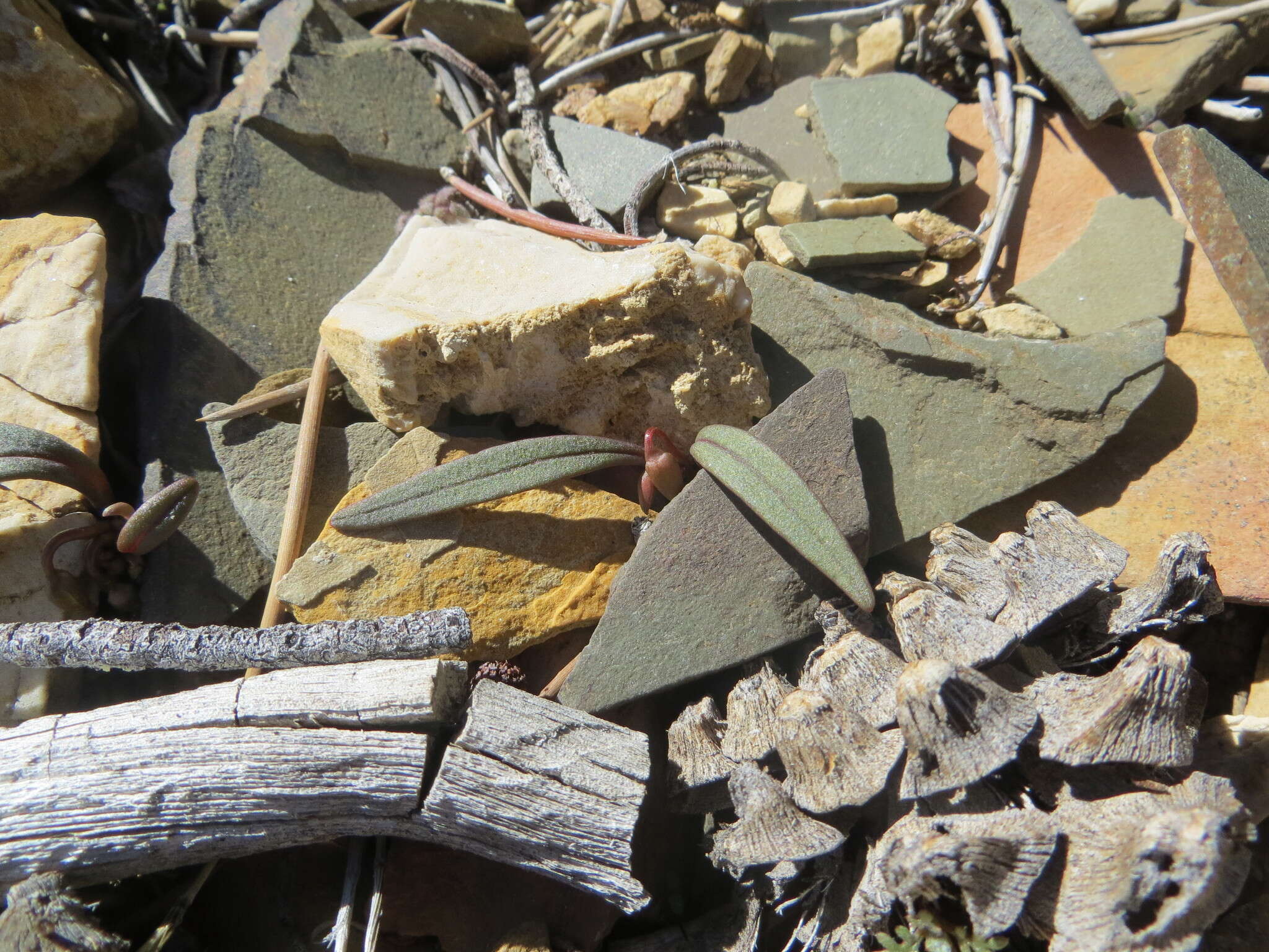 Claytonia panamintensis Stoughton resmi