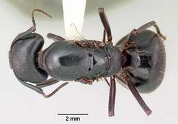 Image of (Eastern) black carpenter ant