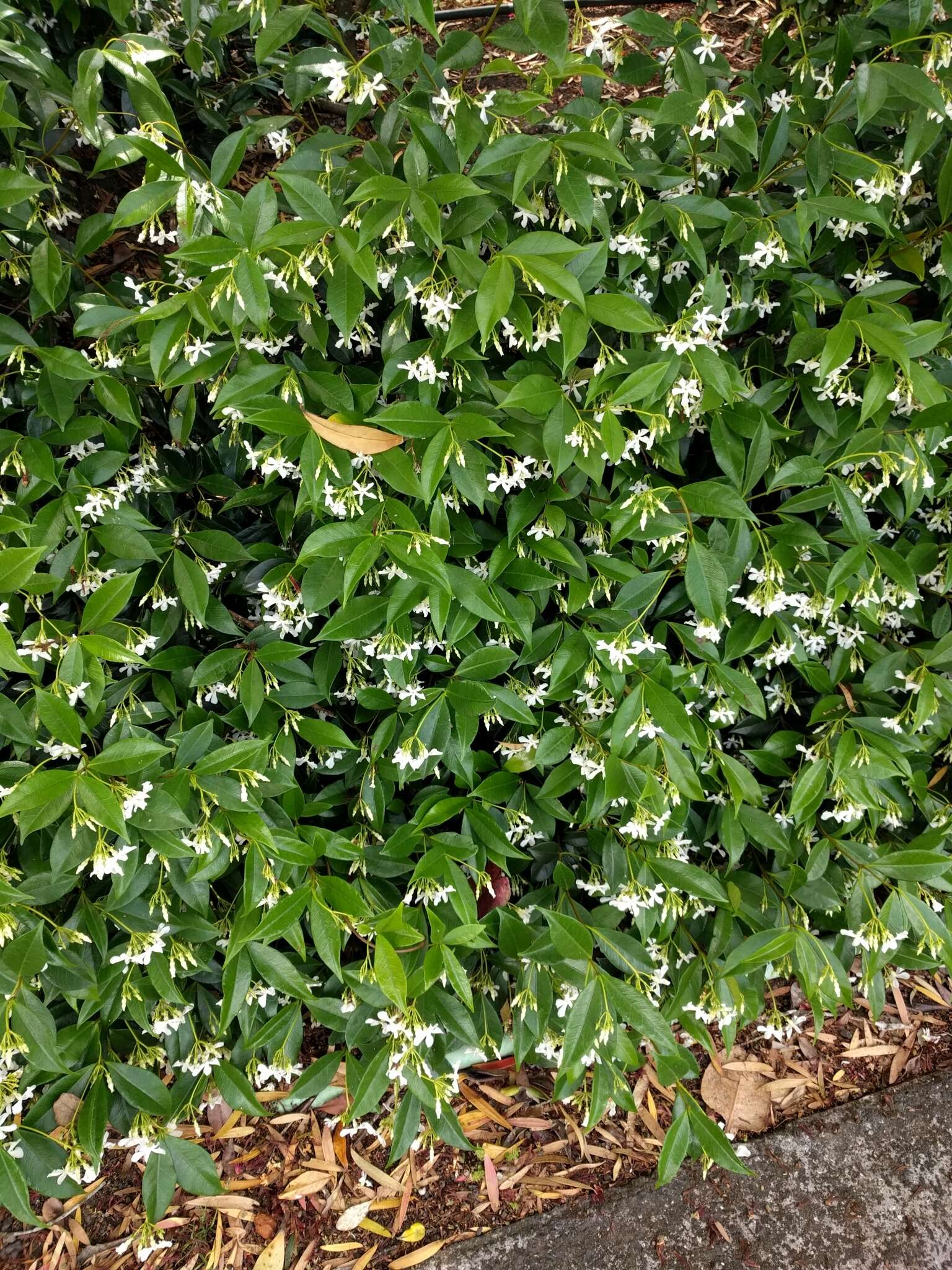 Image of Star-jasmine or Confederate-jasmine