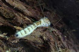 Слика од Erynia sepulchralis (Thaxt.) Remaud. & Hennebert 1980