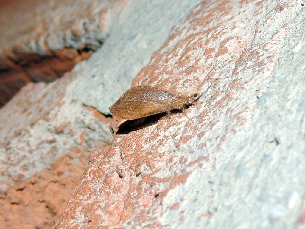 Image of Isoscelipteron