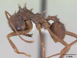 Imagem de Acromyrmex subterraneus (Forel 1893)