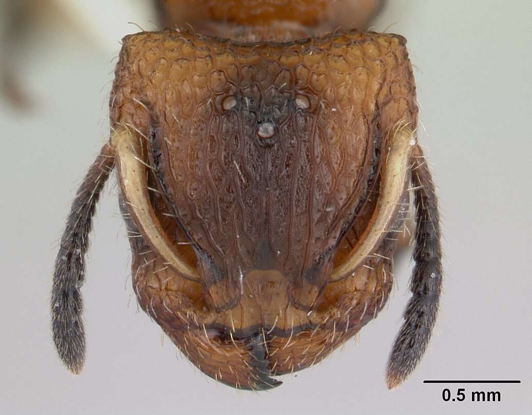 Image of Ant