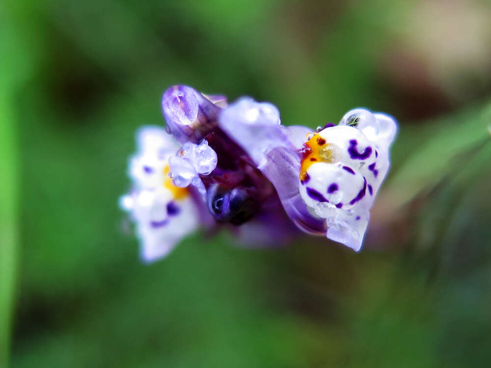 Plancia ëd Linaria amethystea (Vent.) Hoffmgg. & Link