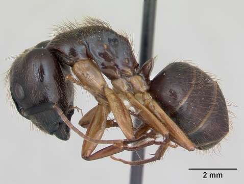 Image of Florida Carpenter Ant