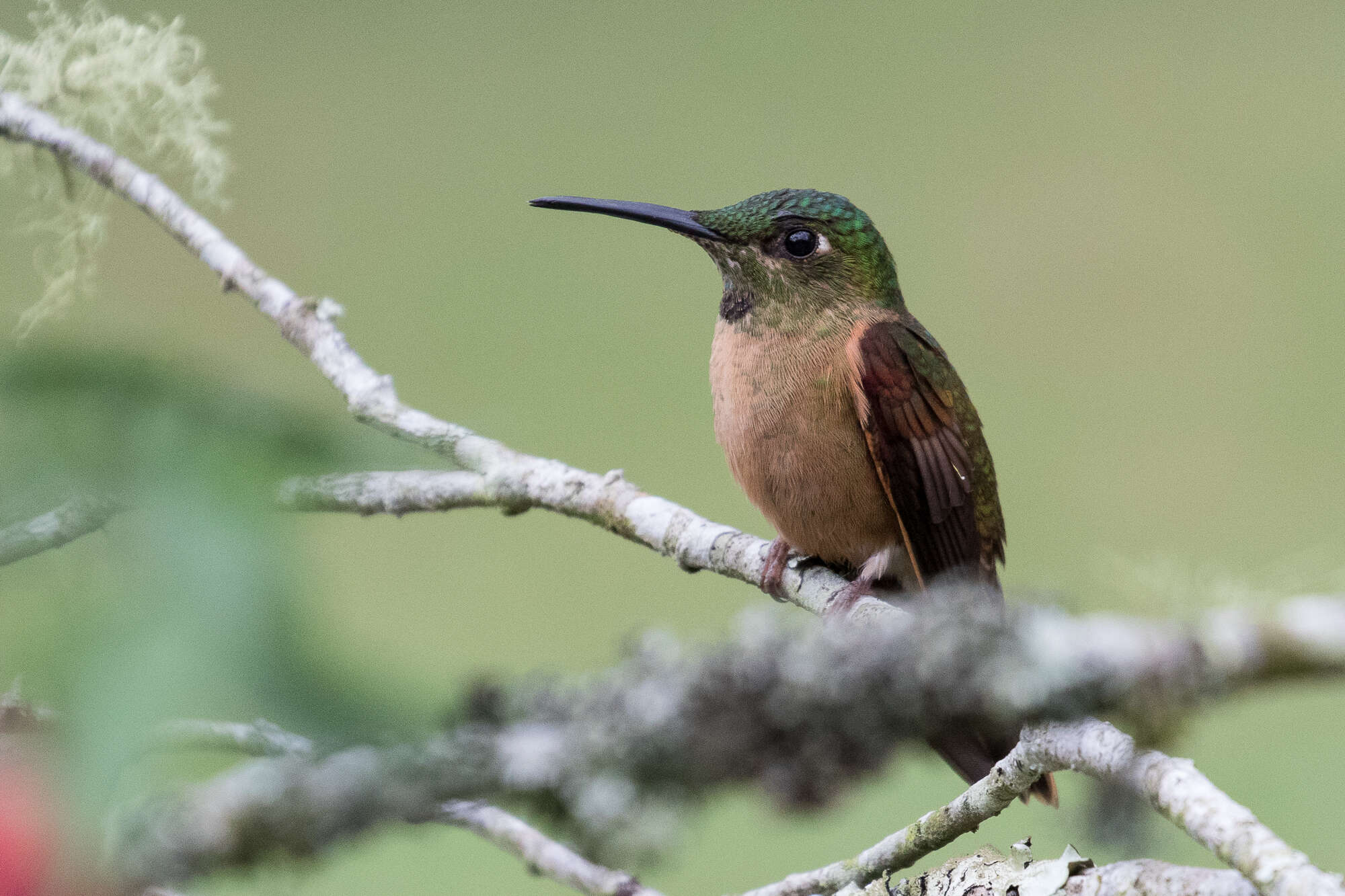 Image of Fawn-breasted Brilliant