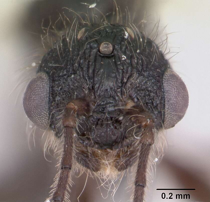 Image of Leptothorax acervorum (Fabricius 1793)