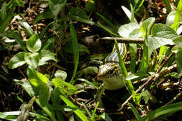 Image of Ornate Girdled Lizard