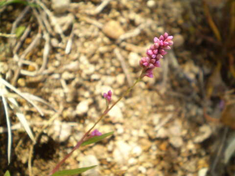 صورة Persicaria longiseta (De Bruyn) Kitagawa