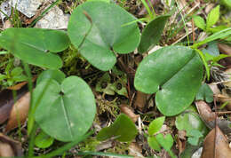 Image of Asarum fauriei var. takaoi (F. Maek.) T. Sugaw.