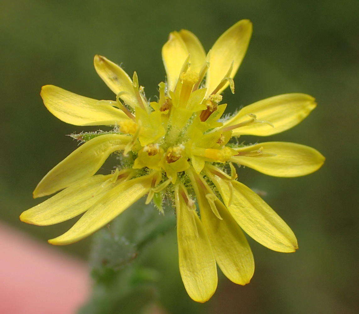 Image of Osteospermum muricatum subsp. muricatum