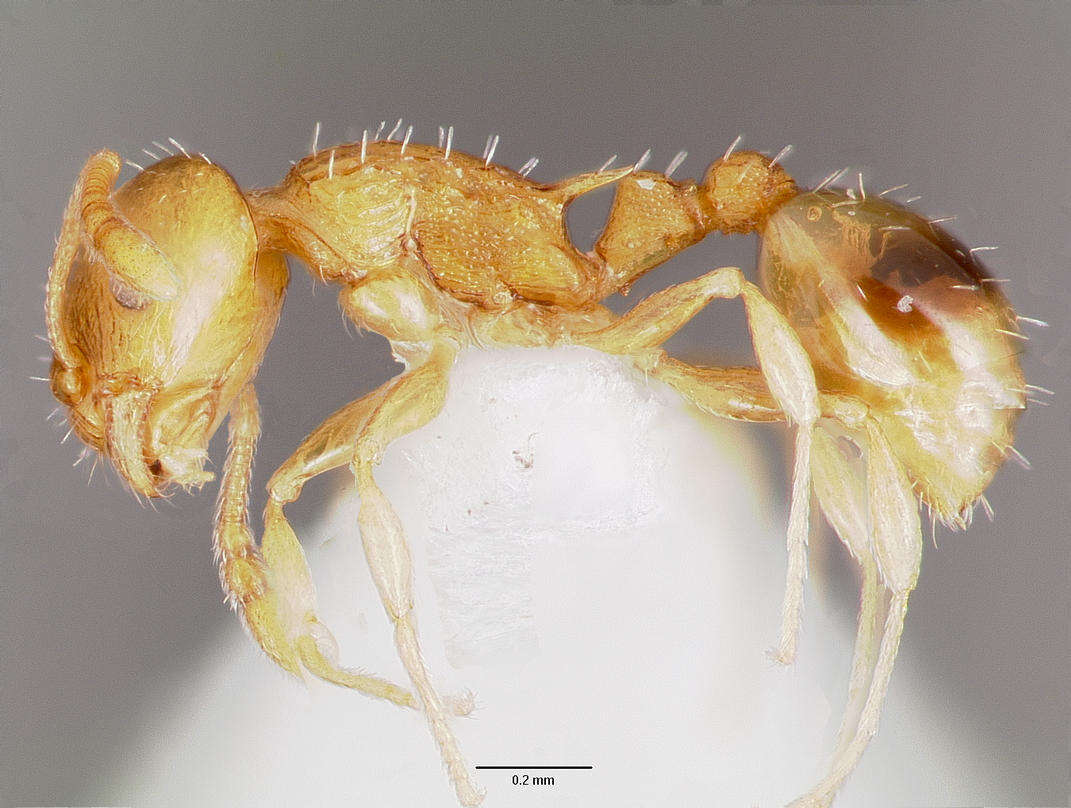 Image of Temnothorax curvispinosus