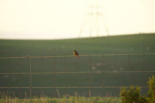 Image of Cape Clapper Lark