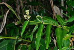 Слика од Alpinia flabellata Ridl.