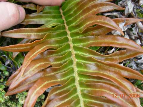 Imagem de Lomariocycas magellanica (Desv.) Gasper & A. R. Sm.