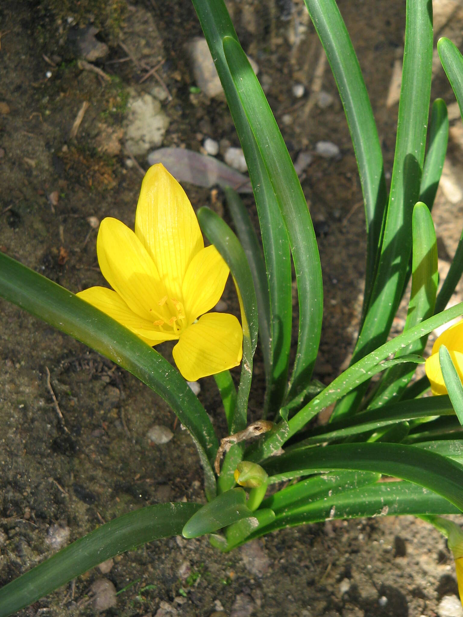 Image of winter daffodil