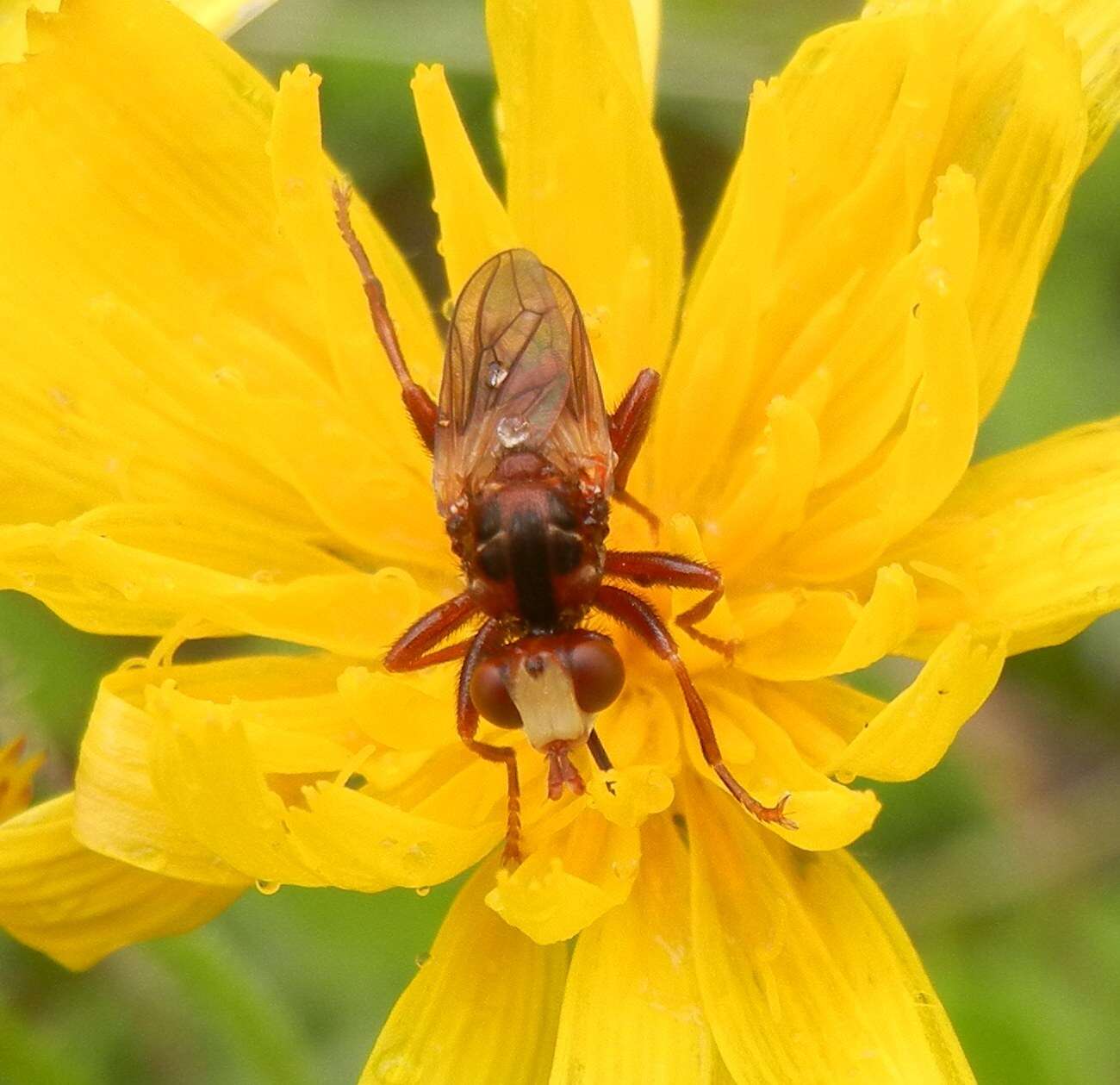 Image of Sicus ferrugineus (Linnaeus 1761)