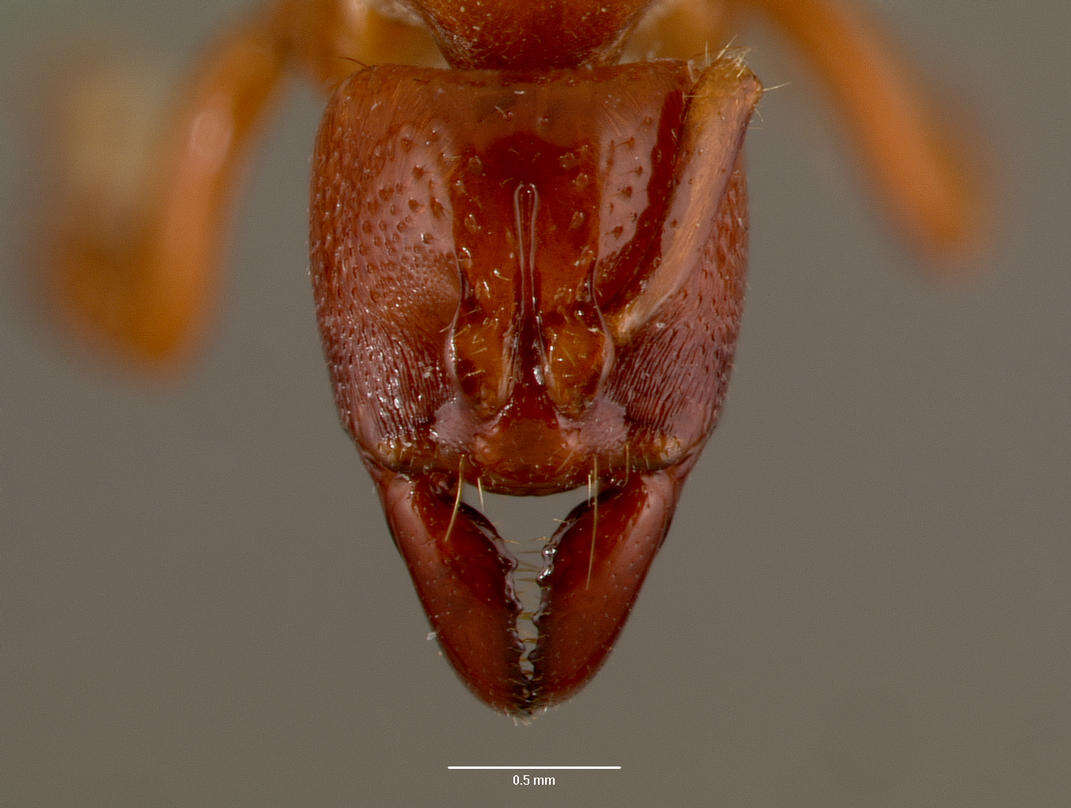 Imagem de Centromyrmex feae (Emery 1889)