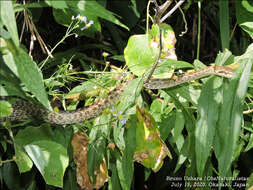 Image of Japanese Rat Snake